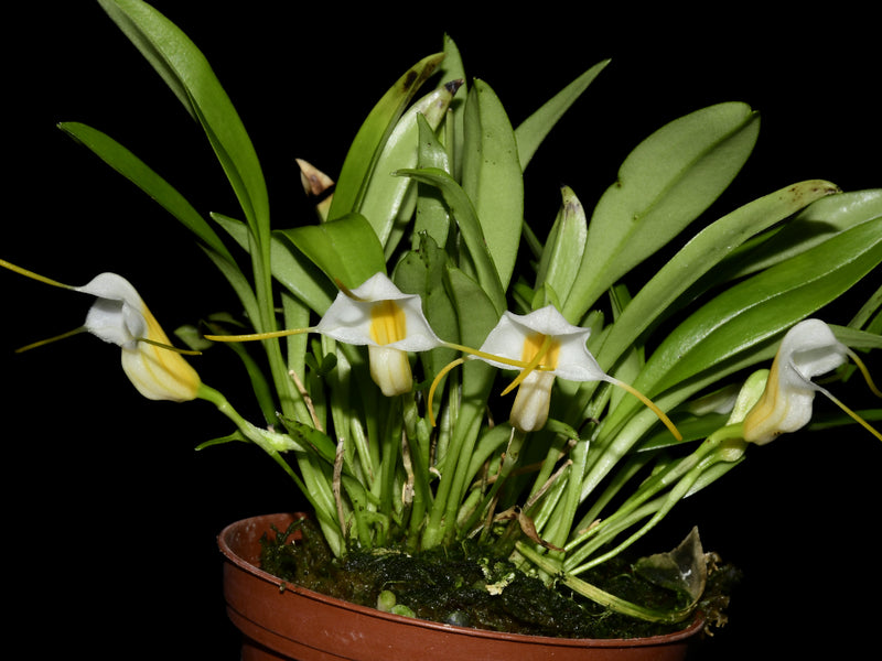 Masdevallia fuchsii Ecuagenera