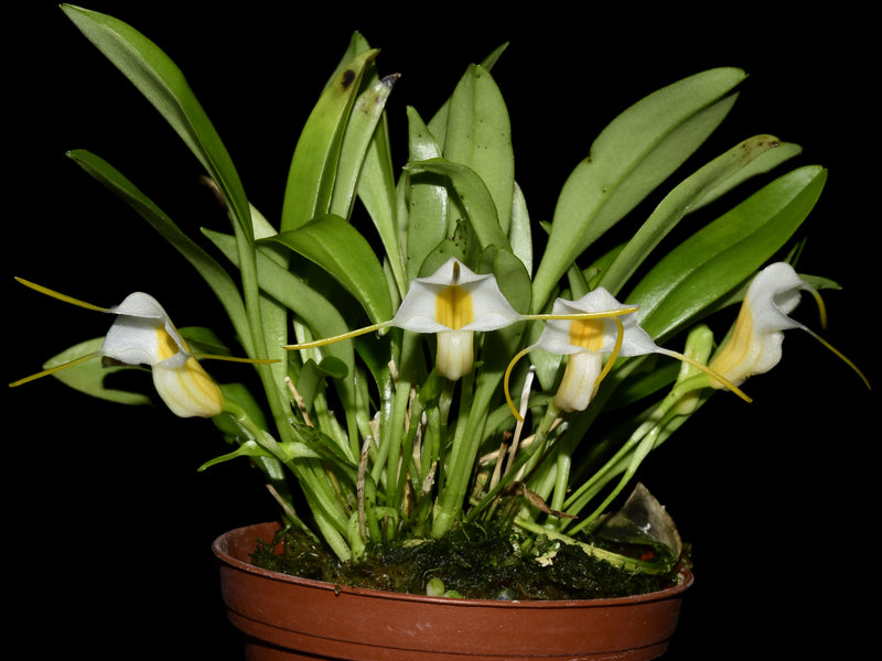 Masdevallia fuchsii Ecuagenera