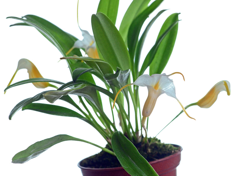 Masdevallia fuchsii