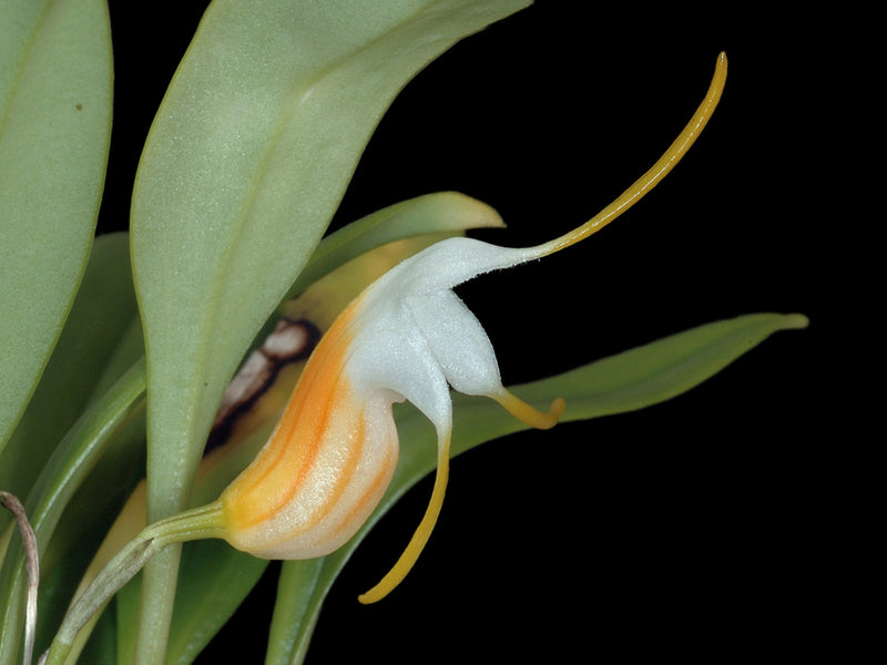 Masdevallia fuchsii