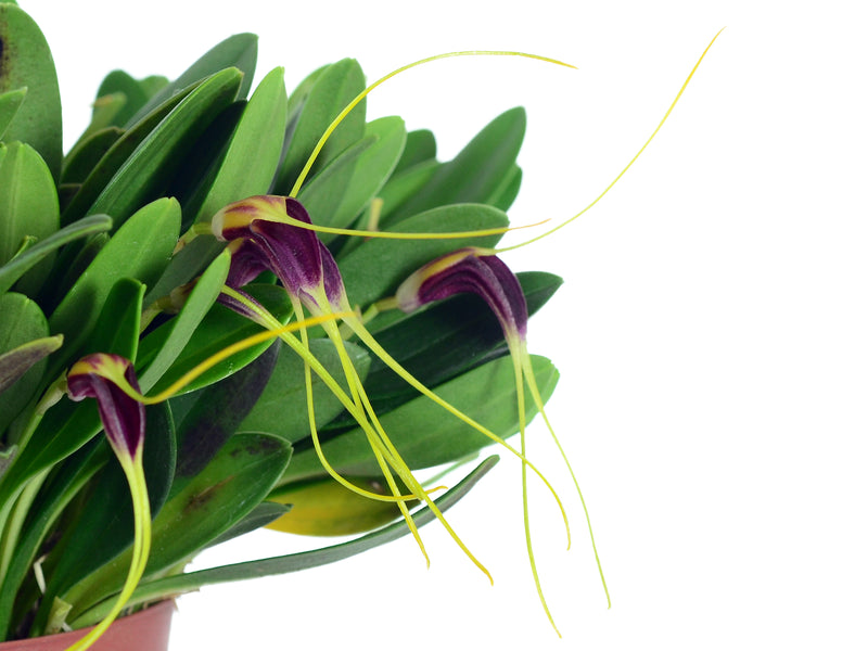 Masdevallia fulvescens