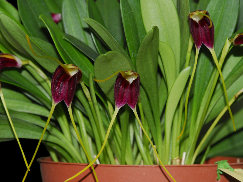 Masdevallia fulvescens