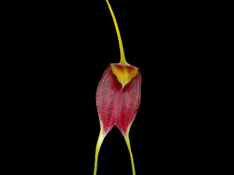 Masdevallia fulvescens