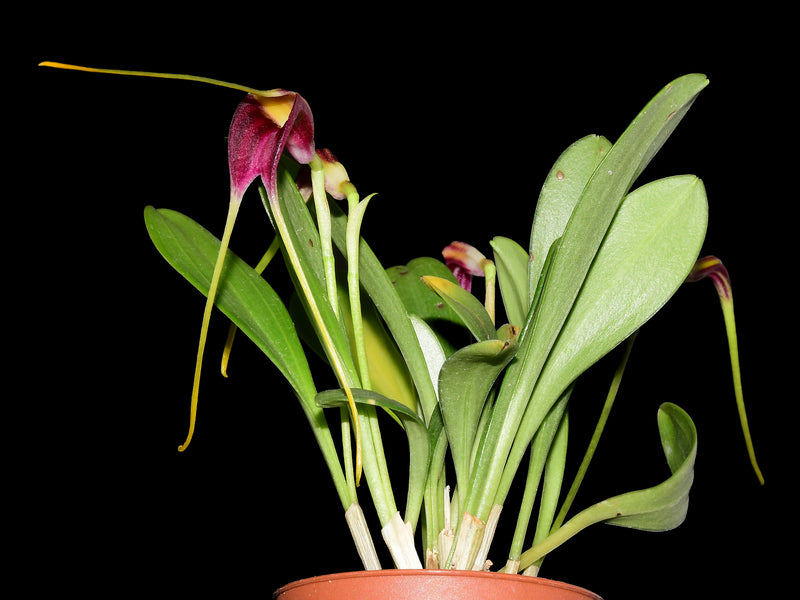 Masdevallia fulvescens