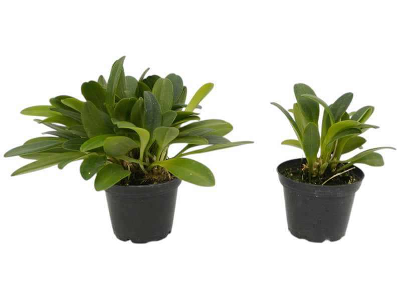 Masdevallia garciae (Big)