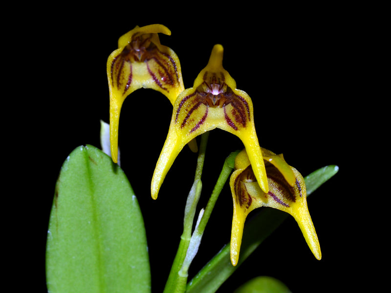 Masdevallia garciae