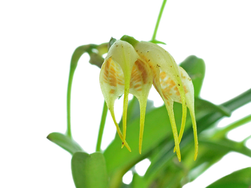 Masdevallia geminiflora