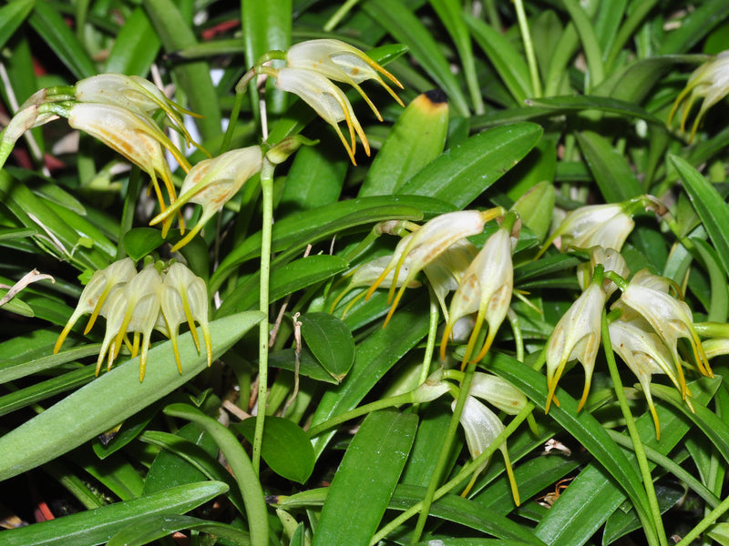Masdevallia geminiflora