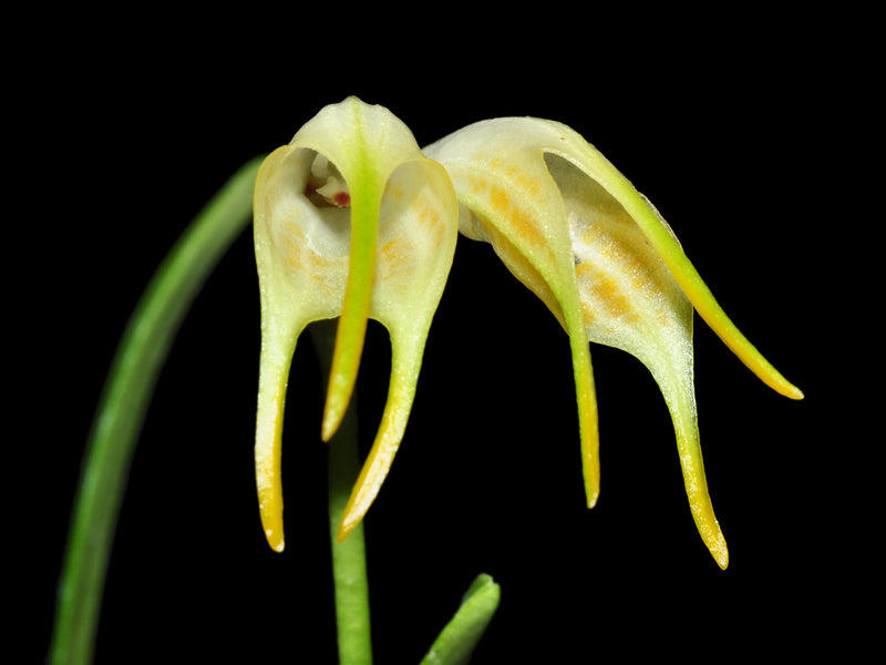 Masdevallia geminiflora