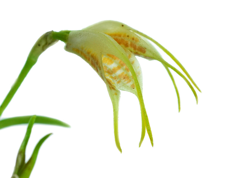 Masdevallia geminiflora