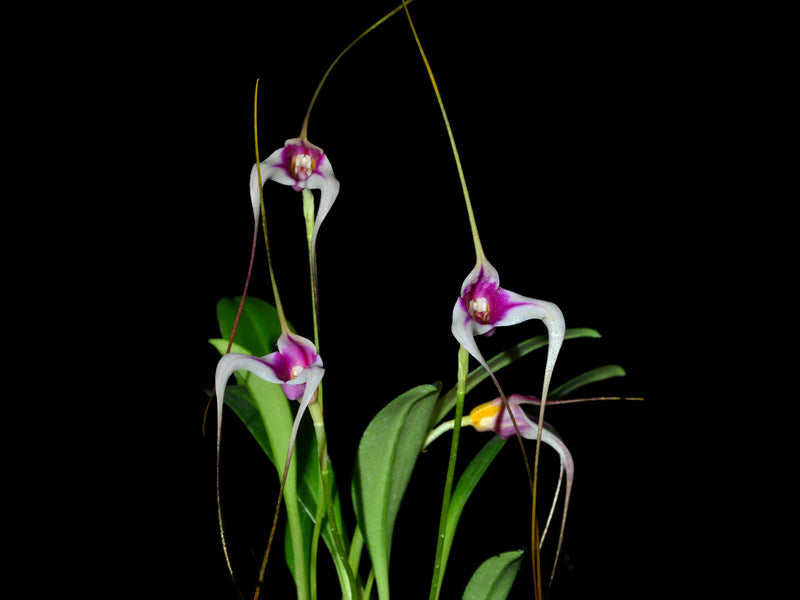 Masdevallia gilbertoi