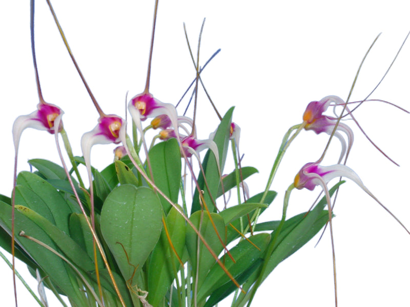 Masdevallia gilbertoi