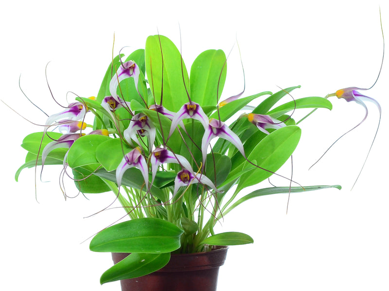 Masdevallia gilbertoi