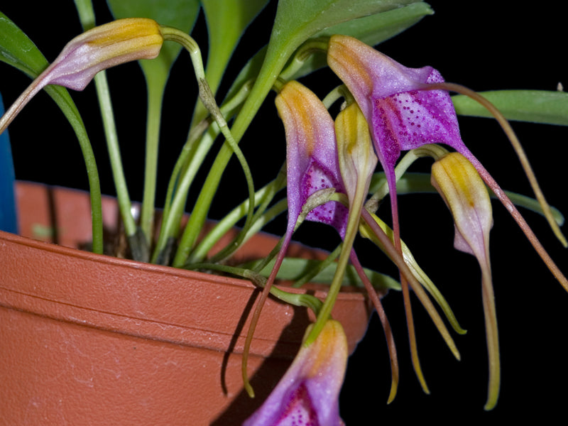 Masdevallia glandulosa
