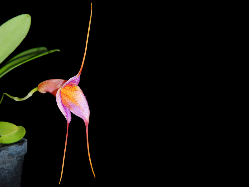 Masdevallia glandulosa