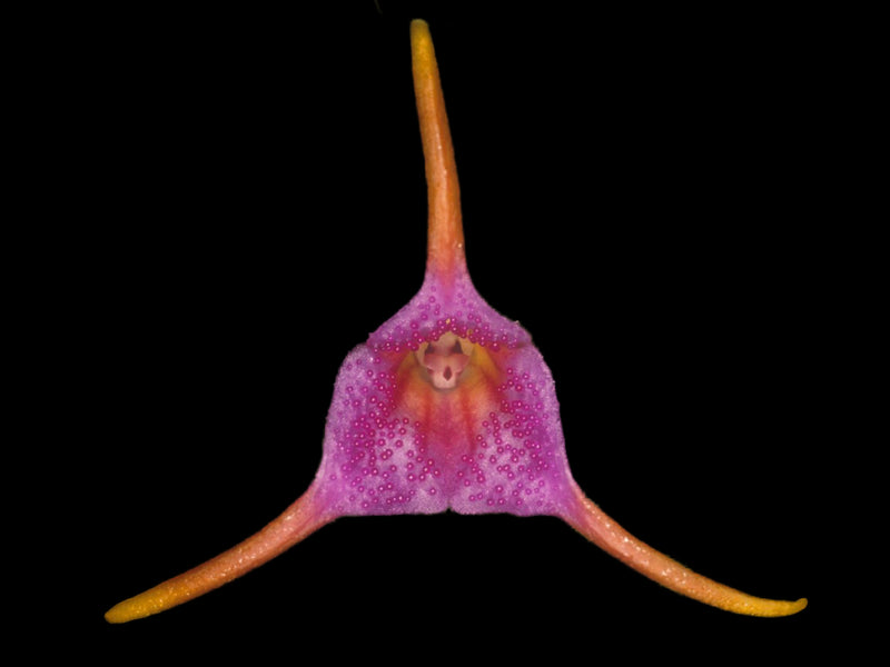 Masdevallia glandulosa