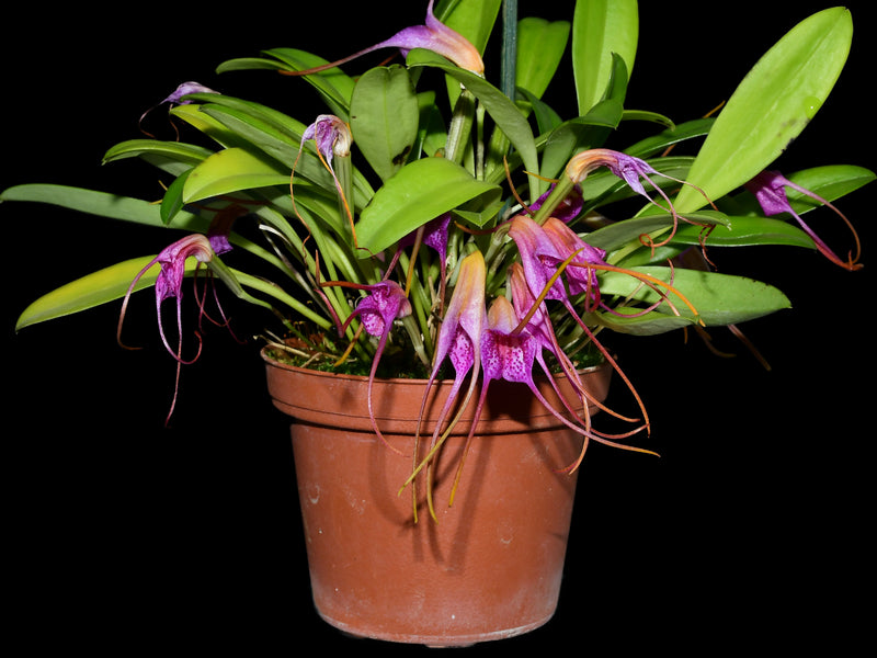 Masdevallia glandulosa