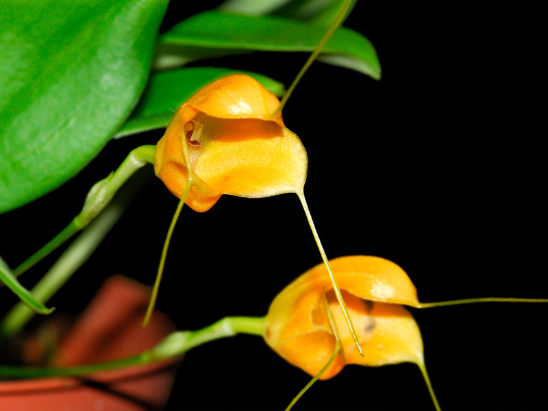 Masdevallia glomerosa
