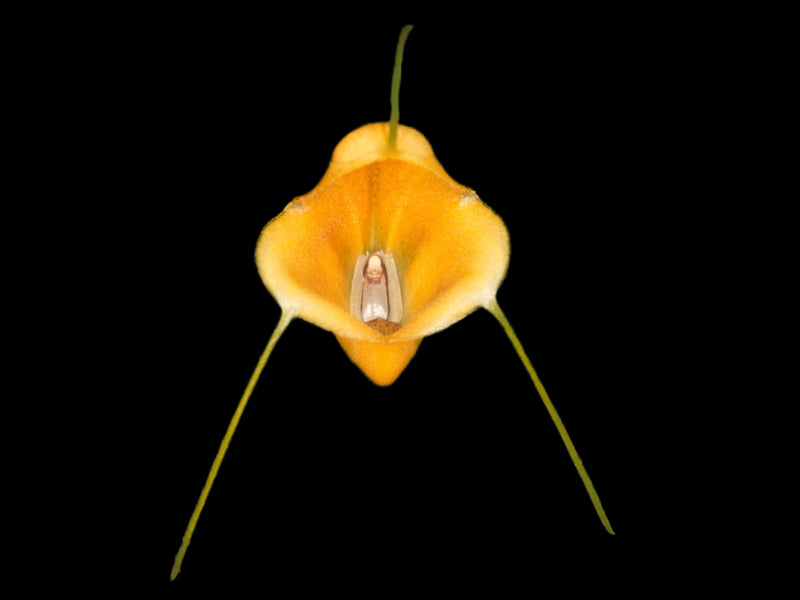 Masdevallia glomerosa
