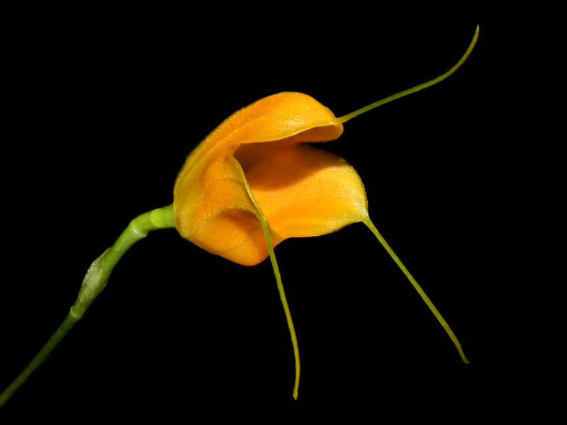 Masdevallia glomerosa