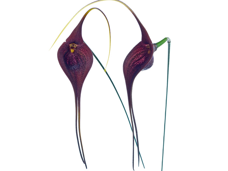 Masdevallia goliath