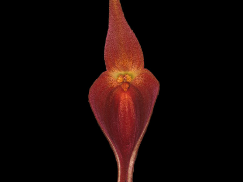 Masdevallia goliath