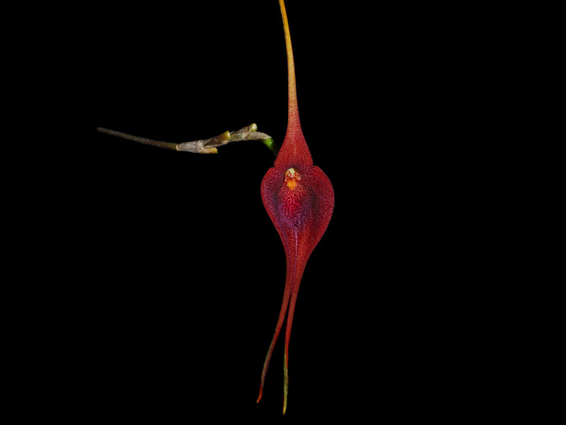 Masdevallia goliath