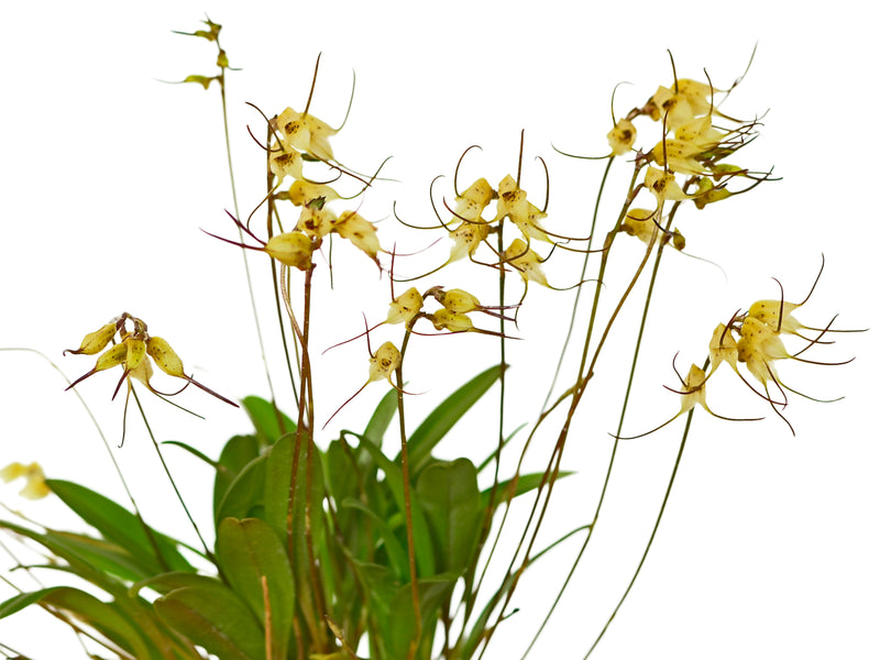 Masdevallia graminea
