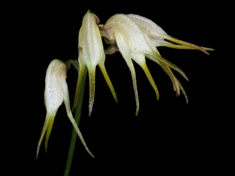 Masdevallia graminea