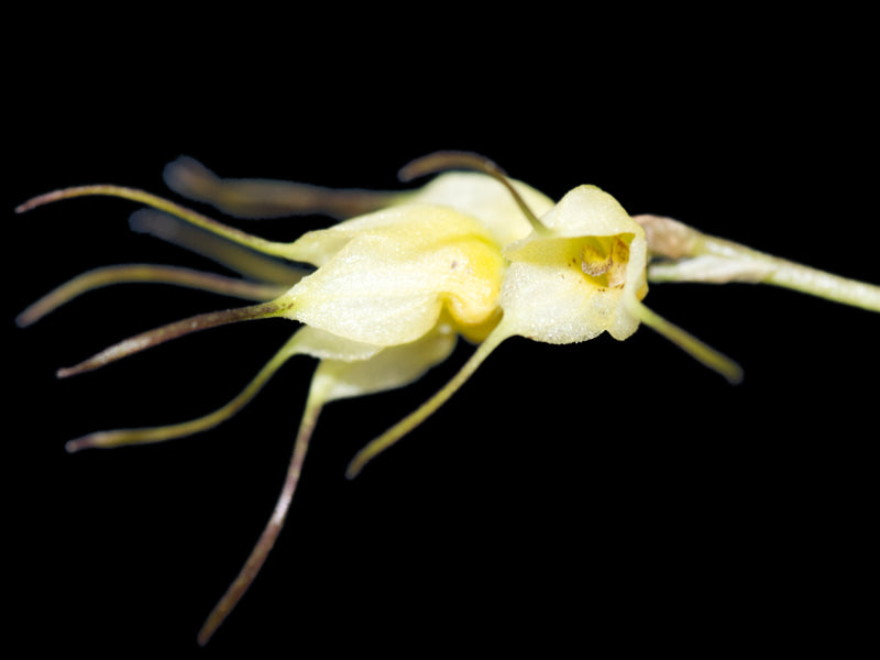 Masdevallia graminea