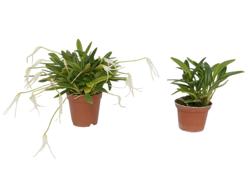 Masdevallia guayanensis (Big)