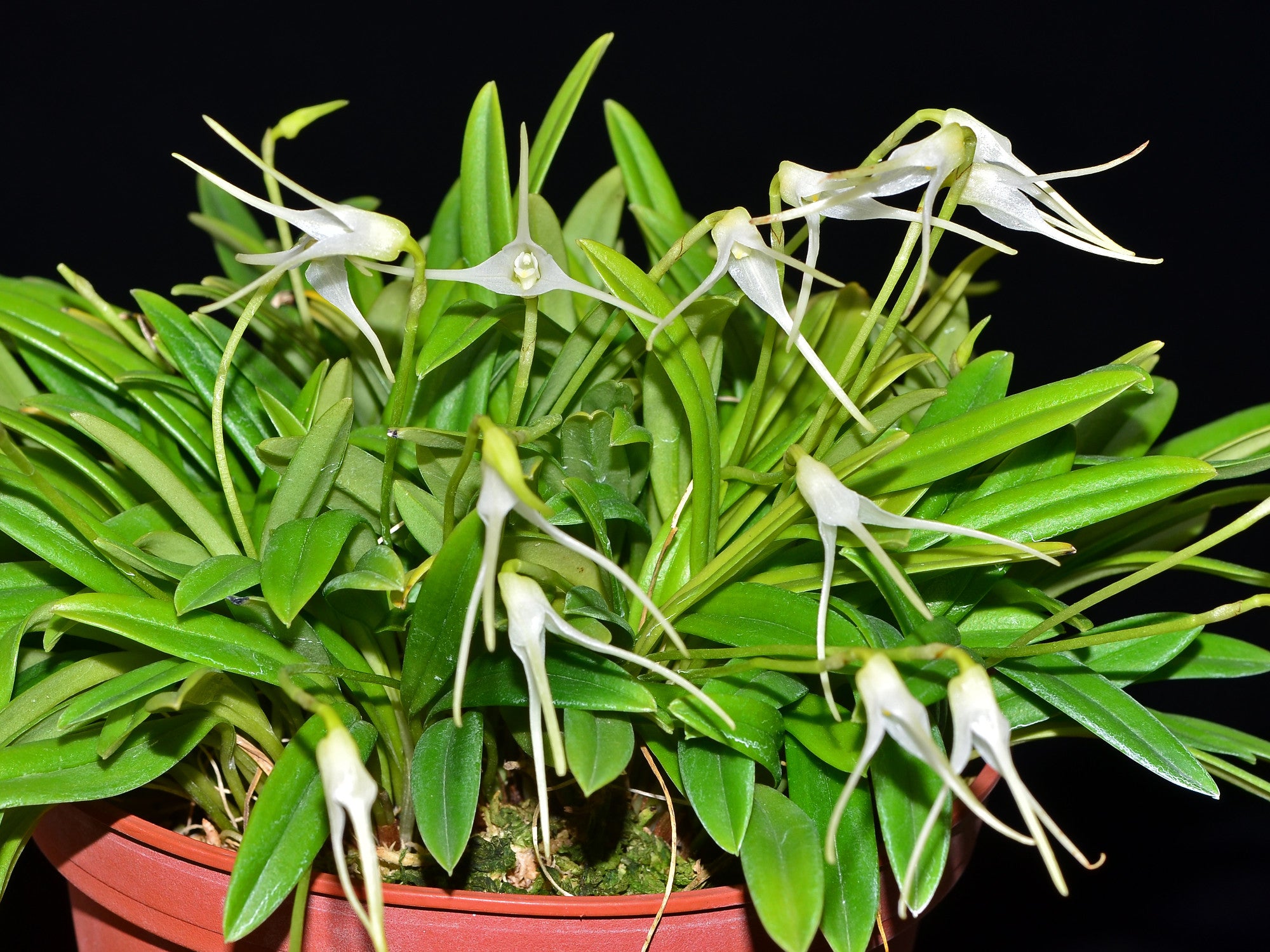 Masdevallia guayanensis