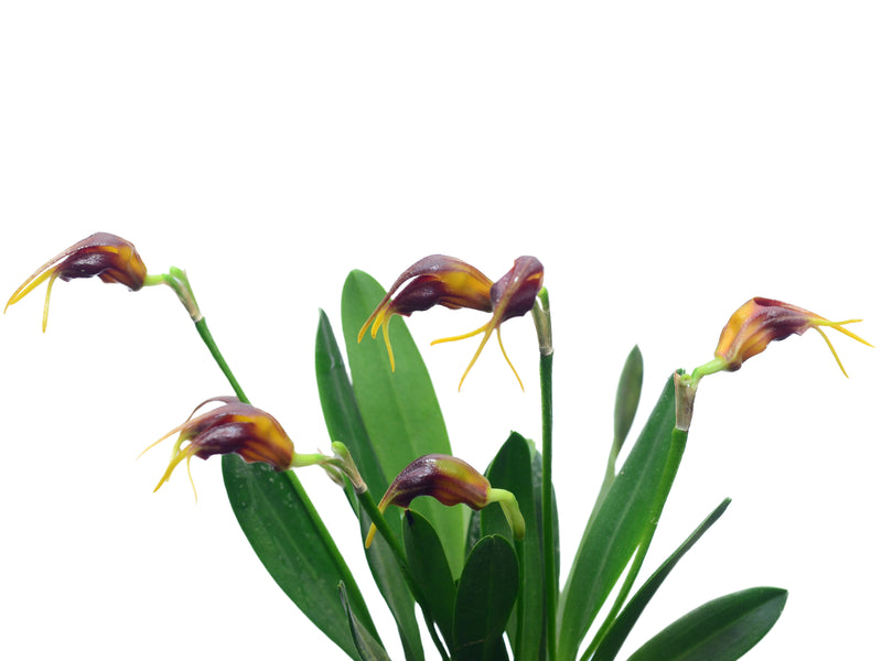 Masdevallia guerrieroi