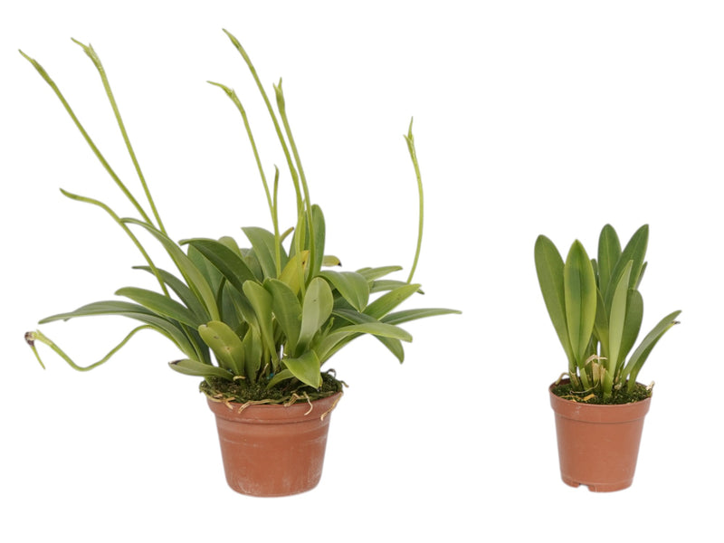 Masdevallia guerrieroi (Big)