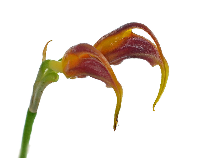 Masdevallia guerrieroi