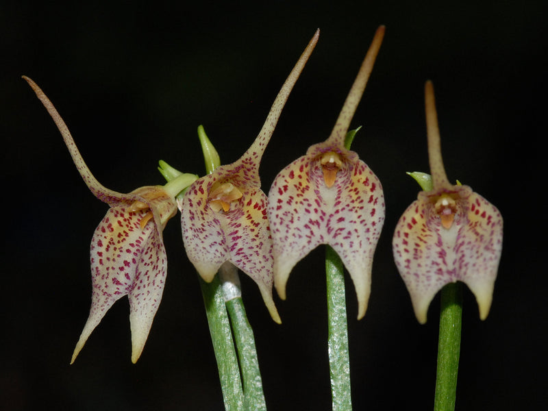 Masdevallia guttulata