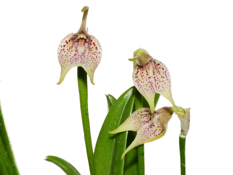 Masdevallia guttulata
