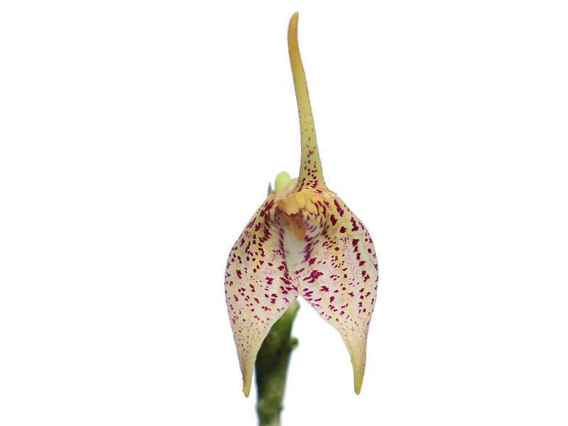 Masdevallia guttulata