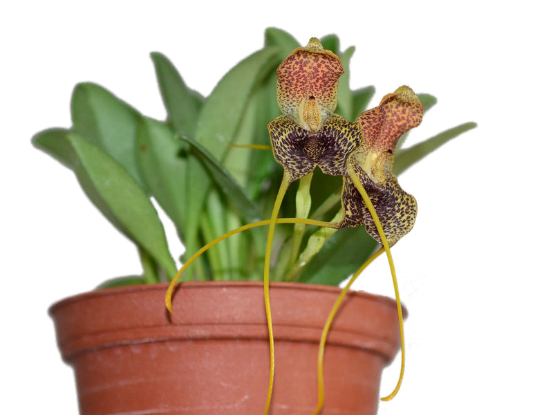 Masdevallia harlequina