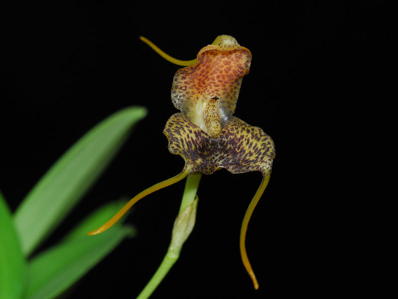 Masdevallia harlequina