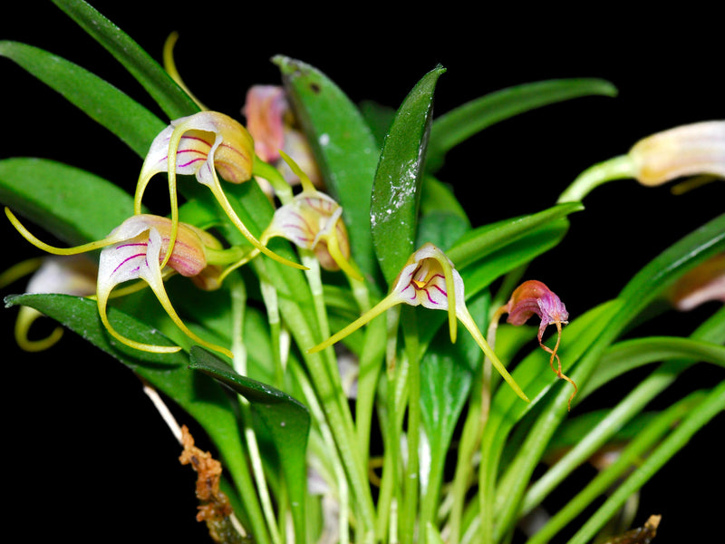 Masdevallia helenae