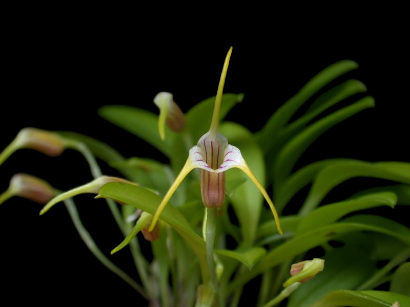 Masdevallia helenae
