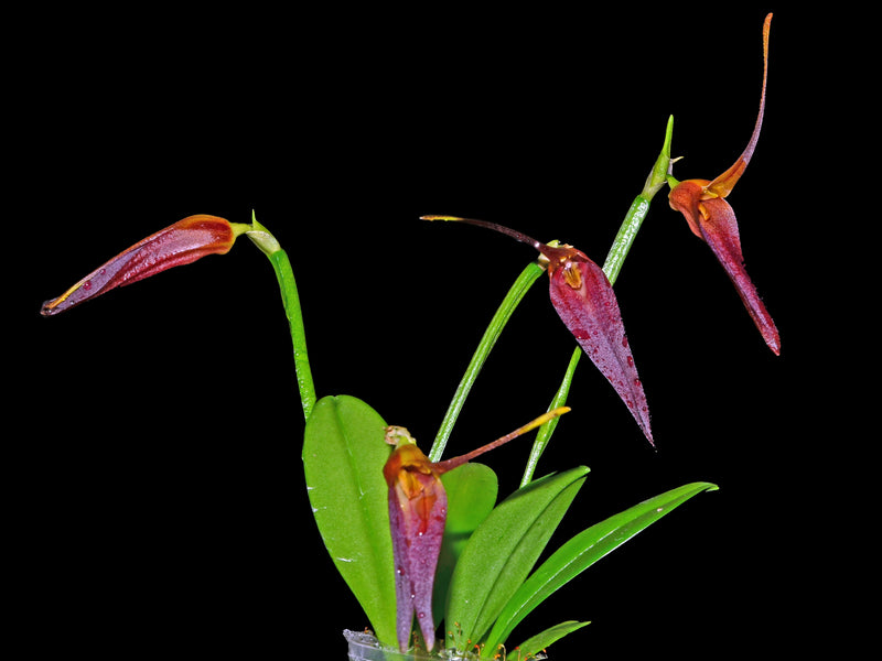Masdevallia helgae