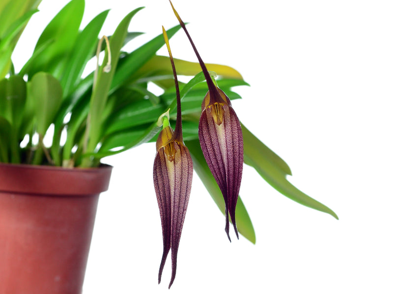 Masdevallia helgae
