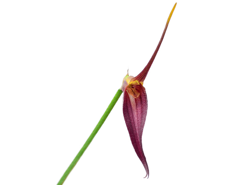 Masdevallia helgae