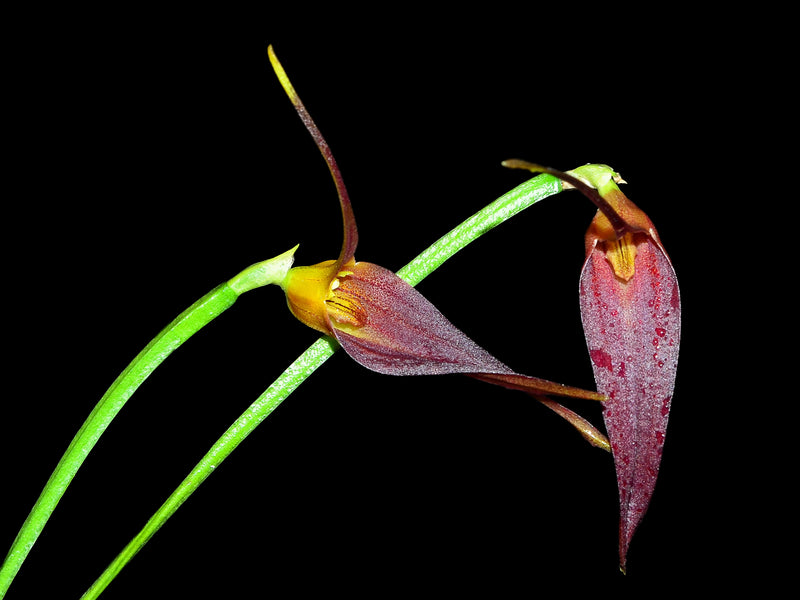Masdevallia helgae