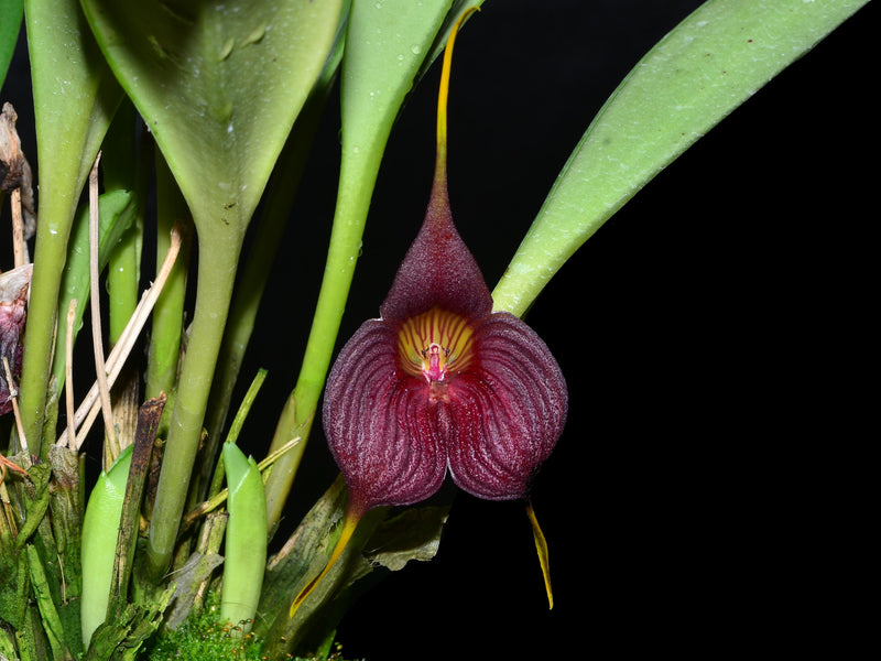 Masdevallia hercules