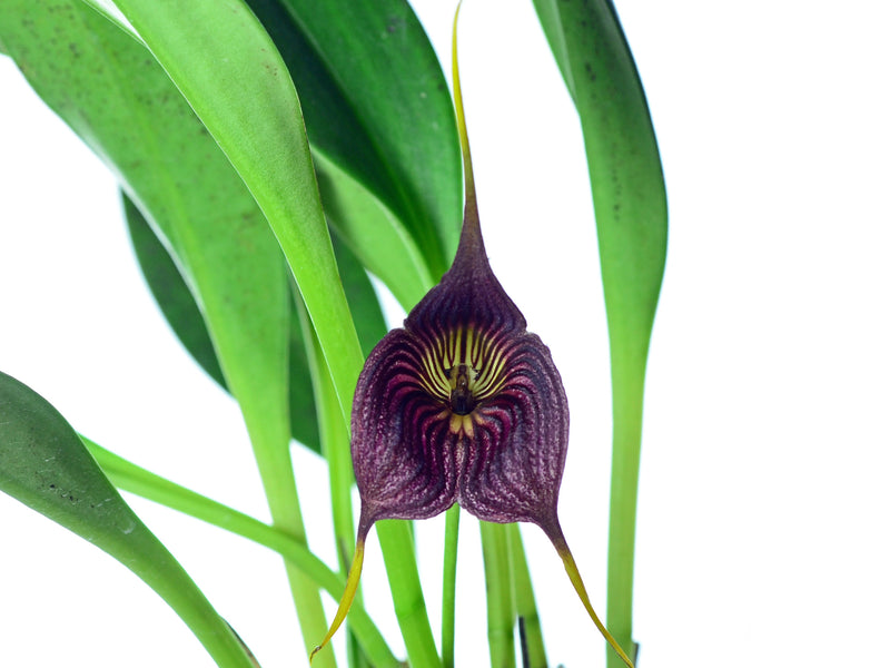 Masdevallia hercules