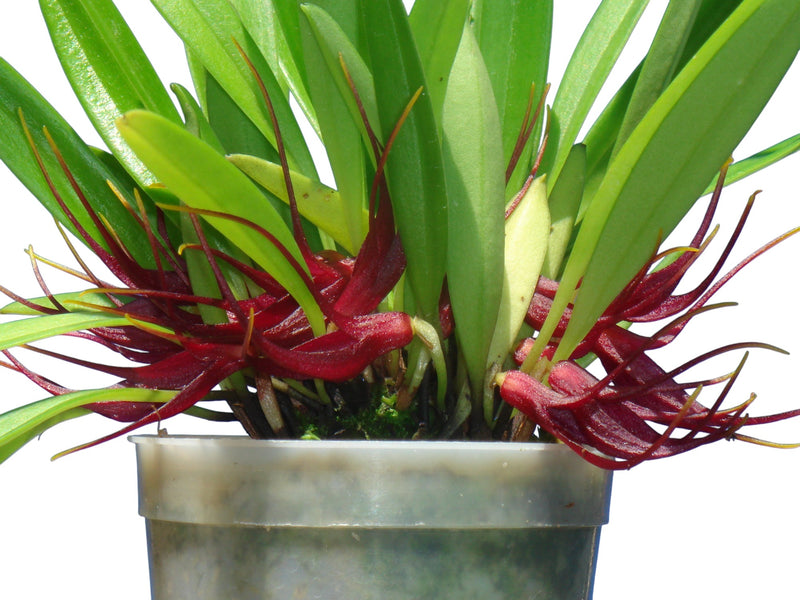 Masdevallia herradurae