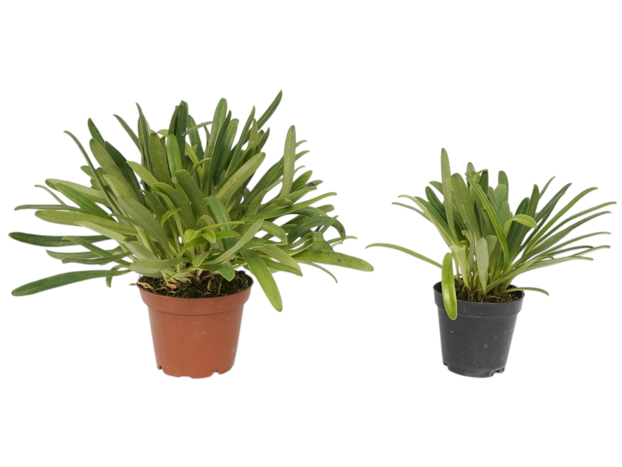 Masdevallia herradurae f. xanthina (Big)